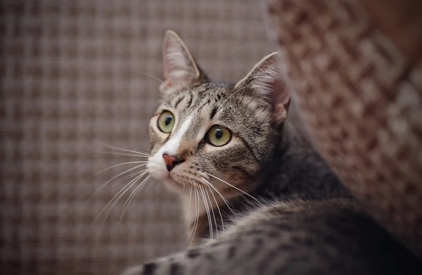 Retrato de un gato a rayas —  Fotos de Stock