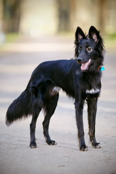 Cão preto na caminhada — Fotografia de Stock