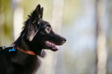 Bir kara aile içi köpeğin portresi 