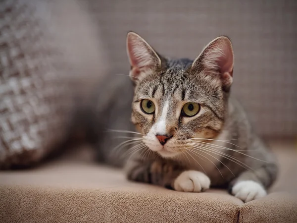 Gato listrado com patas brancas — Fotografia de Stock