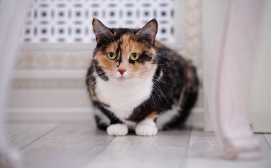 Bir katta çok renkli kedi