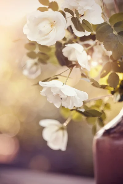 Boeket van witte rozen — Stockfoto