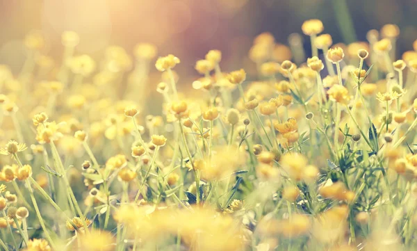 Fundo com flores amarelas de um buttercup — Fotografia de Stock
