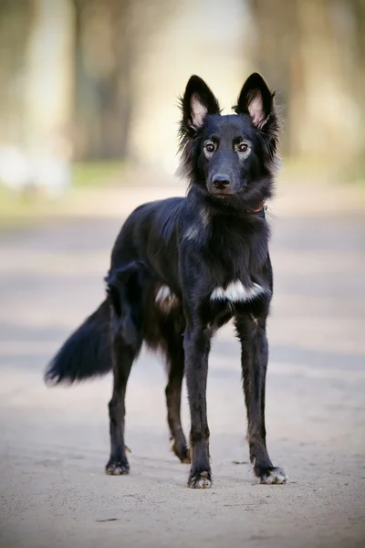 Negro perro en paseo — Foto de Stock