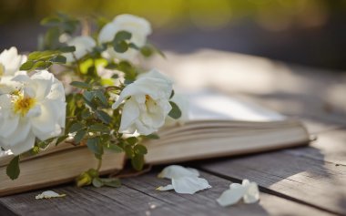 Bir dogrose ve eski açık kitap dalı 