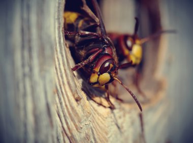 İki büyük arı - hornets