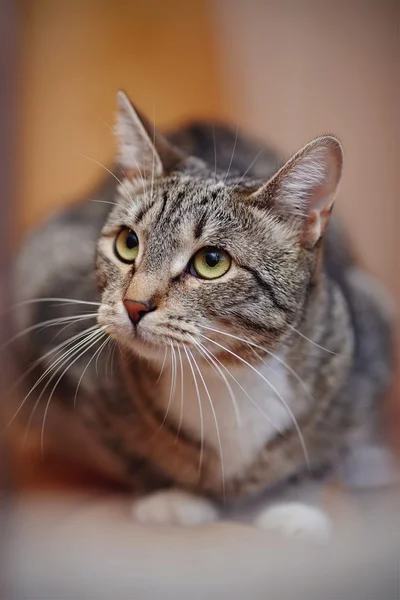 Randig katt med gröna ögon — Stockfoto