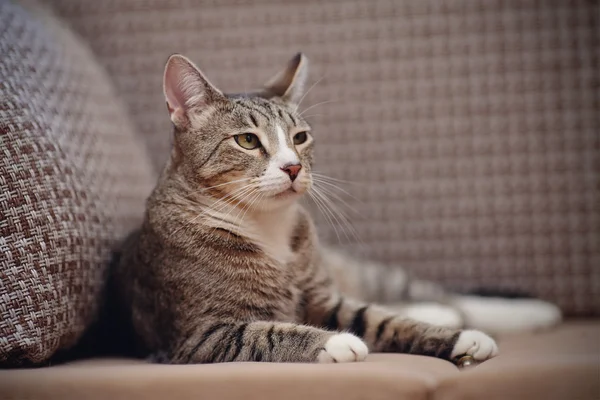 The impressive striped cat lies on a sofa. — Stock Photo, Image