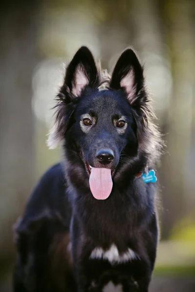 Retrato de um cão. — Fotografia de Stock