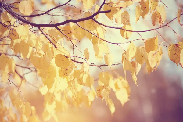 Gelb-goldene Blätter im Herbst. — Stockfoto