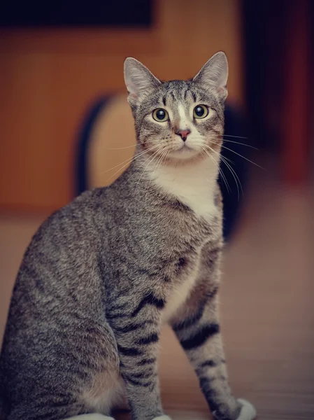 Retrato de um gato doméstico listrado Fotos De Bancos De Imagens Sem Royalties