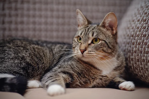 Striped cat with white paws — Stock Photo, Image