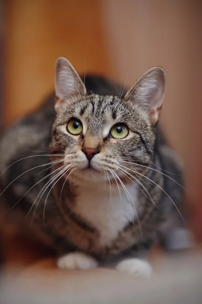 Gato listrado com olhos verdes Fotos De Bancos De Imagens