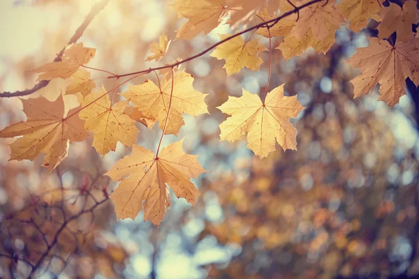 Ahorn Herbstblätter — Stockfoto