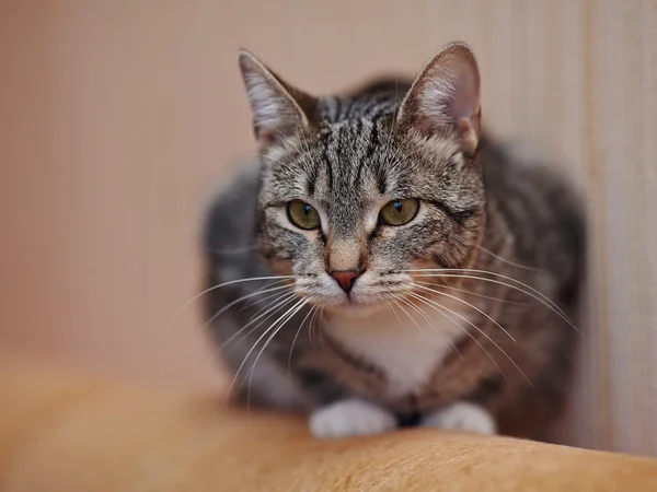 Gato de rayas nacionales —  Fotos de Stock