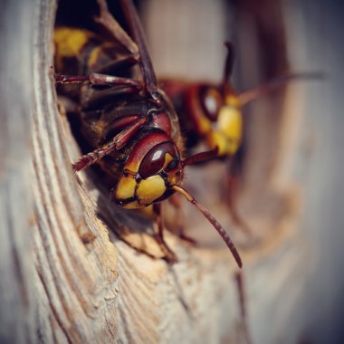 İki büyük arı - hornets