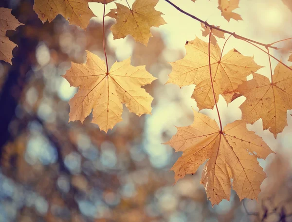 Gelber Ahorn Herbstblätter — Stockfoto