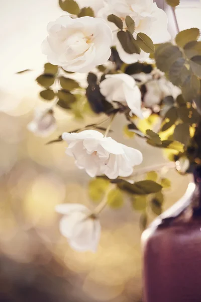花瓶里的白玫瑰. — 图库照片