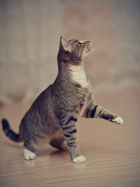 Gato rayado juguetón en un piso. —  Fotos de Stock