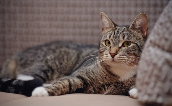 Striped cat with white paws — Stock Photo, Image