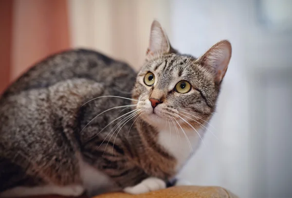 O gato doméstico listrado alertou — Fotografia de Stock