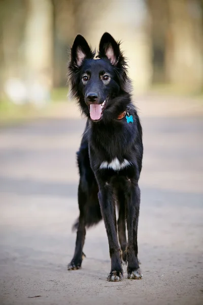 Svart lurvig hund. — Stockfoto