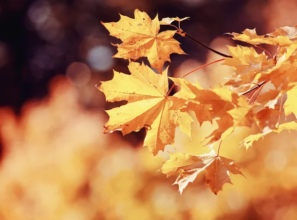 Ramo com outono folhas de bordo amarelas — Fotografia de Stock