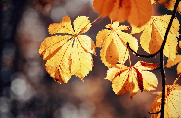 Herbstgelbe Blätter der Kastanie — Stockfoto