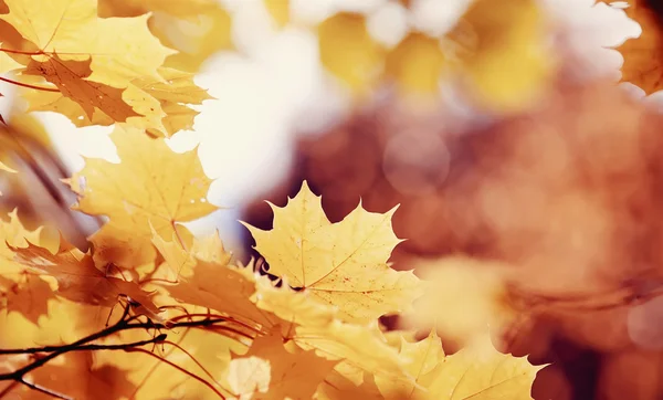 Zweig mit herbstgelben Ahornblättern — Stockfoto