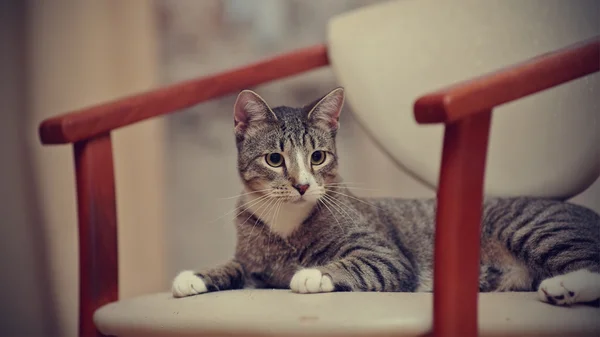 国内的条纹年轻猫在椅子上. — 图库照片