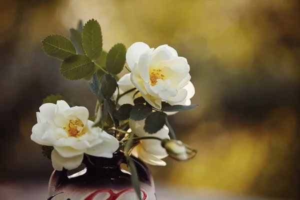 Bouquet of white wild roses — Stock Photo, Image