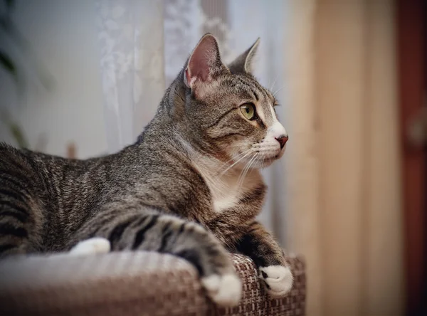 Gato gris atigrado con patas blancas — Foto de Stock