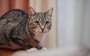 Kızgın Gri çizgili kedi.