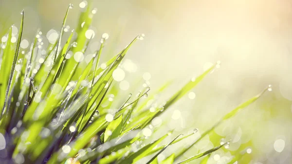 Влажная зеленая трава в капли росы — стоковое фото