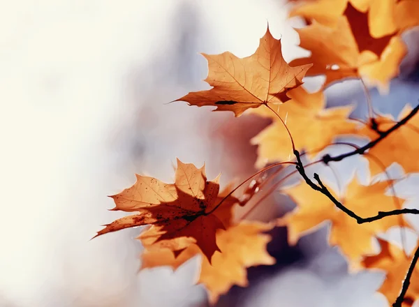 Zweige der Ahorn mit Herbst Blätter — Stockfoto