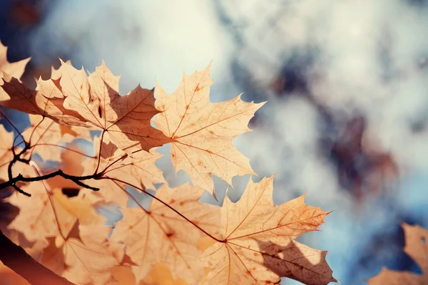 Herbst-Ahornblätter auf einem Ast — Stockfoto