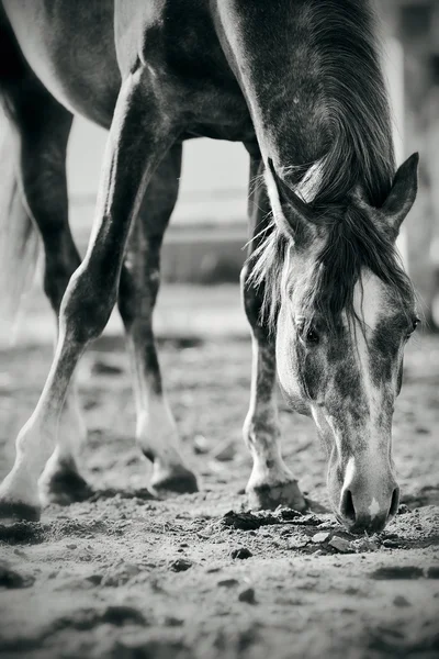 Not a color image of the horse — Stock Photo, Image