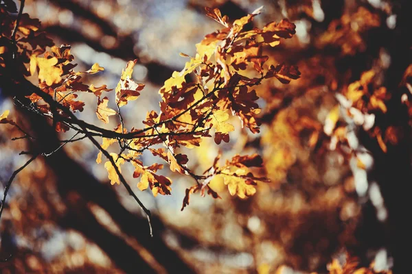 Eichenzweige mit verblichenen Blättern — Stockfoto
