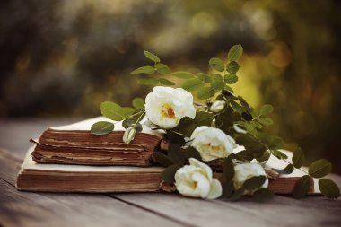 Beyaz dogrose ve bir tablo açık kitap