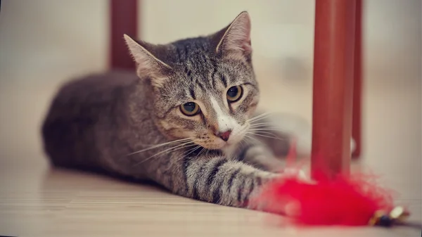 Striped cat plays with a toy — Stock Photo, Image