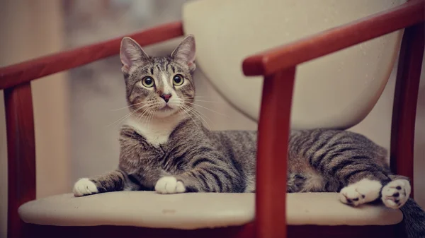 Bir sandalye üzerinde çizgili genç kedi. — Stok fotoğraf