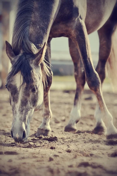 Het paard loopt. — Stockfoto