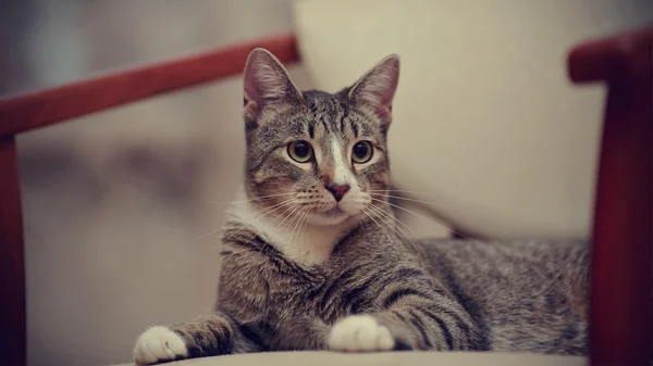 Πορτρέτο του μια εγχώρια ριγέ νεαρή γάτα σε μια καρέκλα. — Φωτογραφία Αρχείου