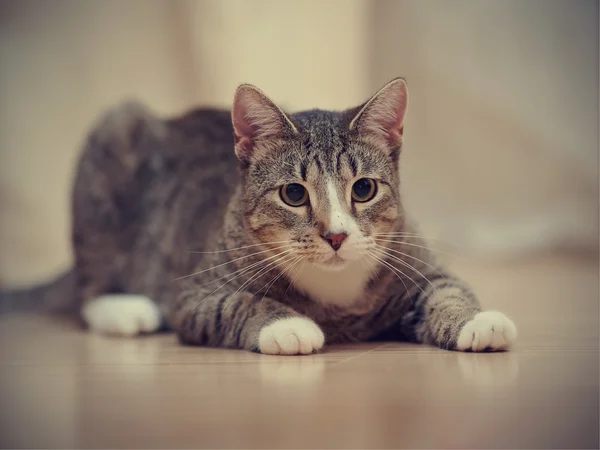 Бытовая полосатая кошка с белыми лапами — стоковое фото