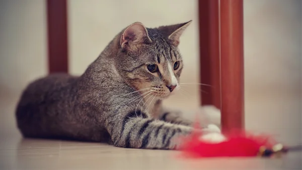 Katze spielt mit einem Spielzeug — Stockfoto