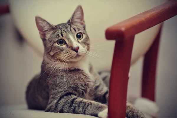 Retrato de um jovem gato listrado doméstico em uma cadeira . — Fotografia de Stock