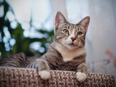 Gri bir renk çizgili bir kedi portresi