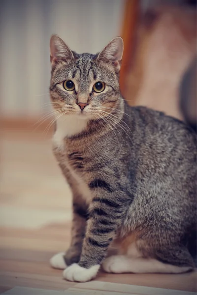 Die grau gestreifte Katze mit weißen Pfoten und gelben Augen — Stockfoto