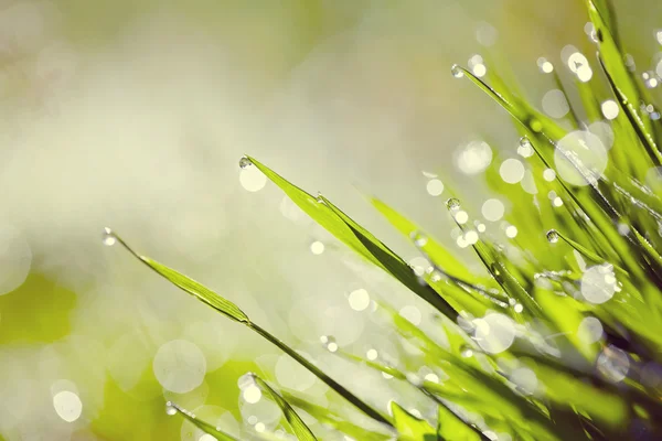 Hintergrund mit grünen Rasen mit Tautropfen — Stockfoto