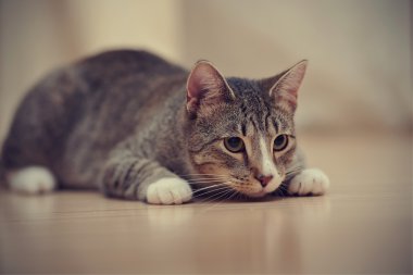 Beyaz pençeleri ile aile içi çizgili kedi